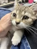 スコティッシュフォールド(立ち耳)【静岡県・男の子・2024年4月1日・】の写真2
