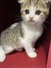 スコティッシュフォールド(折れ耳)【静岡県・男の子・2021年12月30日・ブラウンタビー&ホワイト】の写真2「2／15撮影」