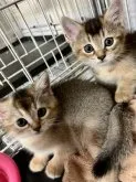 マンチカン(短足)【静岡県・男の子・2023年8月8日・ルディ】の写真3「9月29日　後ろの猫ちゃんです」