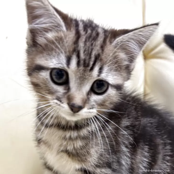 ID：2504-03553の子猫