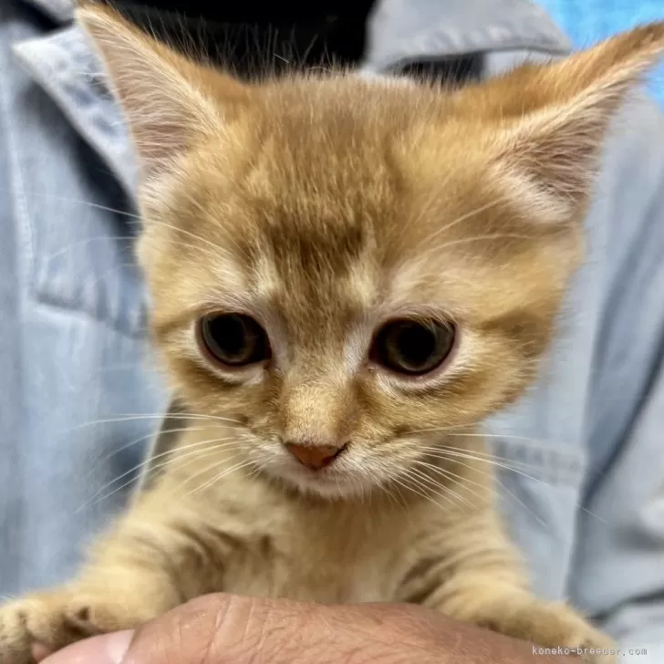 ID：2504-01044の子猫