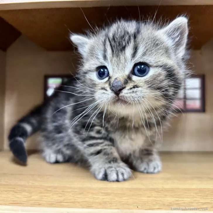 S.I 様のお迎えした子猫