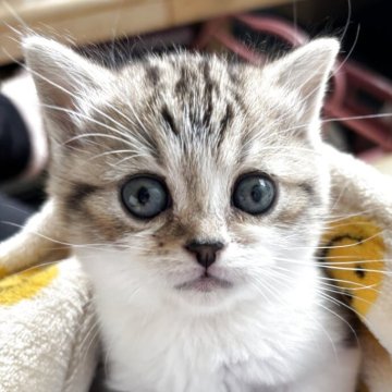 スコティッシュフォールド(立ち耳)【静岡県・女の子・2025年10月7日・ブラウンタビー&ホワイト】の写真「元気いっぱいの女の子です」