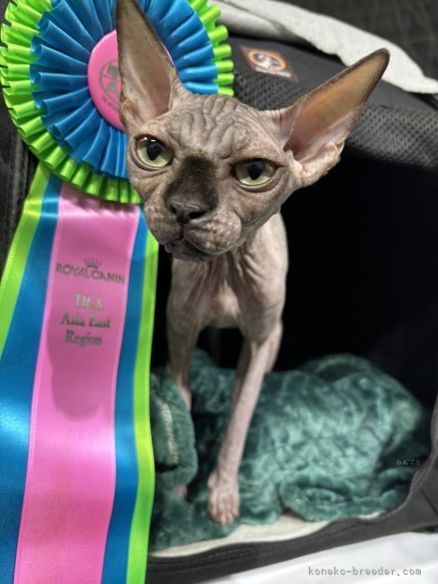 森田　聖子(もりた　せいこ)ブリーダー(福岡県・スフィンクスなど・TICA/国内キャットクラブ登録)の紹介写真5