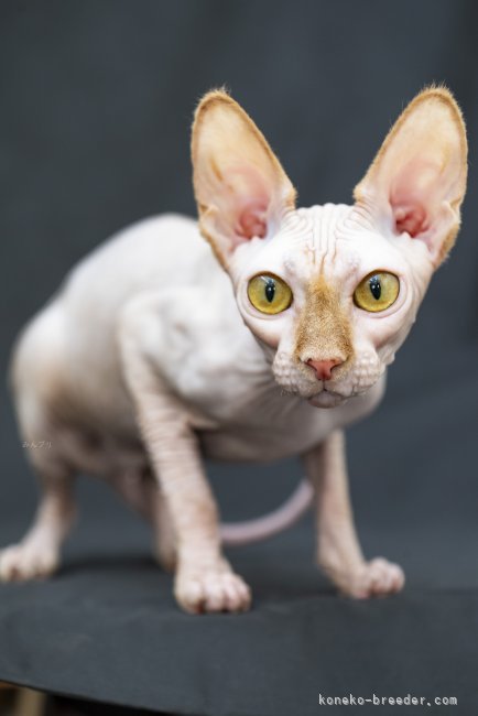 スフィンクス【・女の子・2024年7月11日・レッド】