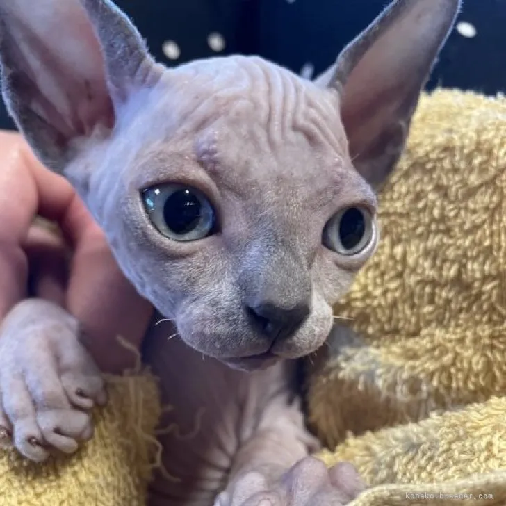 ID：2309-03170の子猫
