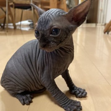 スフィンクス【福岡県・男の子・2023年6月20日・ブラック】の写真「1人っ子の甘えん坊のんびり君♩」