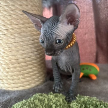 スフィンクス【福岡県・男の子・2024年7月11日・ブラック（ヘアレス）】の写真「人気のブラック」