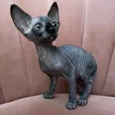 バンビーノ【福岡県・女の子・2022年9月23日・ブラック】の写真1