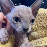 ドウェルフ【福岡県・女の子・2023年9月1日・ポインテッド】の写真1「10月15日撮影」