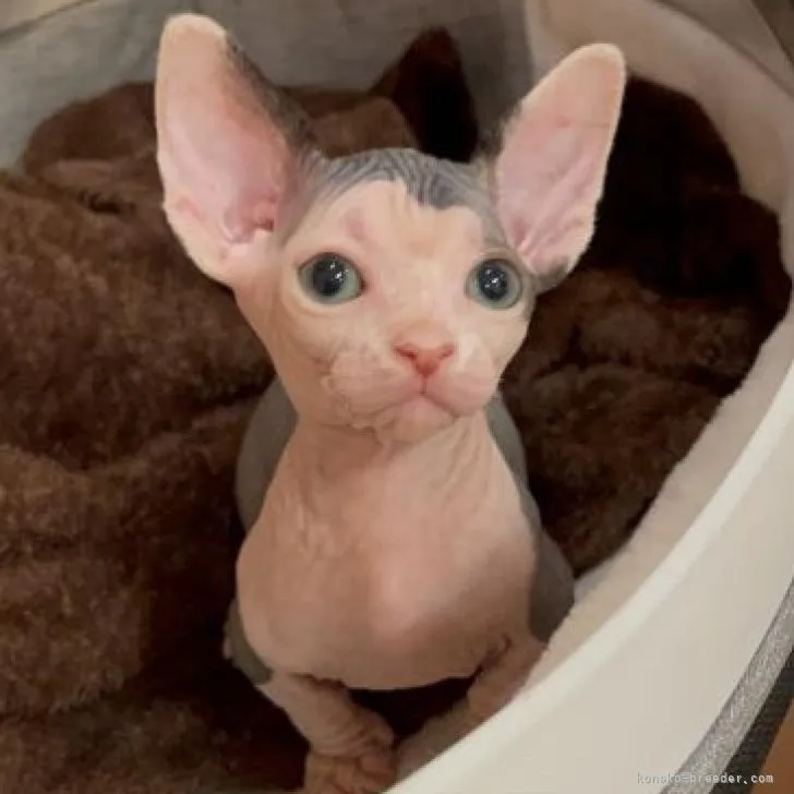 ID:2211-00385の子猫