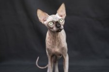 スフィンクス【・女の子・2024年7月11日・ブラックトーティー】