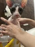 バンビーノ【福岡県・男の子・2022年9月8日・】の写真2「シャンプー中」