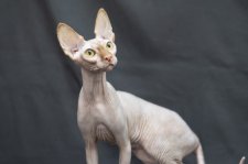 スフィンクス【・女の子・2024年7月11日・レッド】