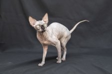 スフィンクス【・女の子・2024年7月11日・ブラックトーティー】