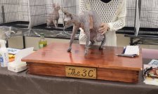 スフィンクス【・女の子・2021年9月11日・ブラックトーティー】