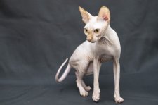 スフィンクス【・女の子・2024年7月11日・レッド】