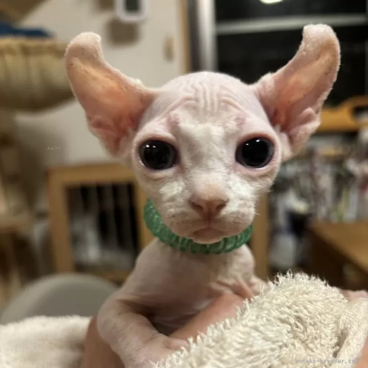 ID：2605-00549の子猫