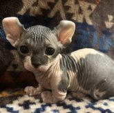 ドウェルフ