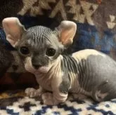 ドウェルフ