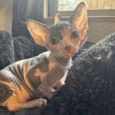 ドウェルフ