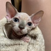 ドウェルフ