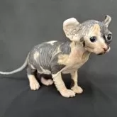 ドウェルフ