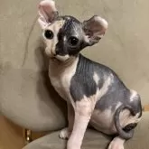 ドウェルフ