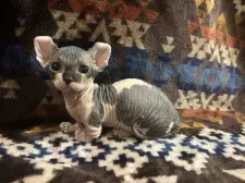 ドウェルフ【福岡県・男の子・2025年8月19日・ブラック&ホワイト】の写真3