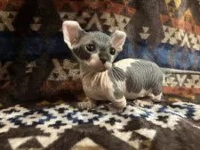 ドウェルフ【福岡県・男の子・2025年8月19日・ブラック&ホワイト】の写真5