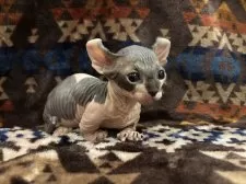 ドウェルフ【福岡県・男の子・2025年8月19日・ブラック&ホワイト】の写真7