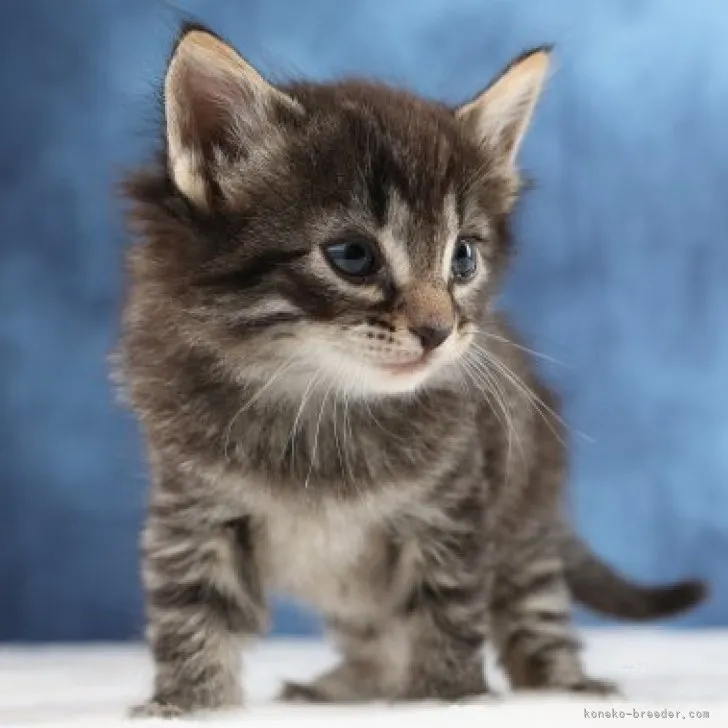 ID:2310-02901の子猫