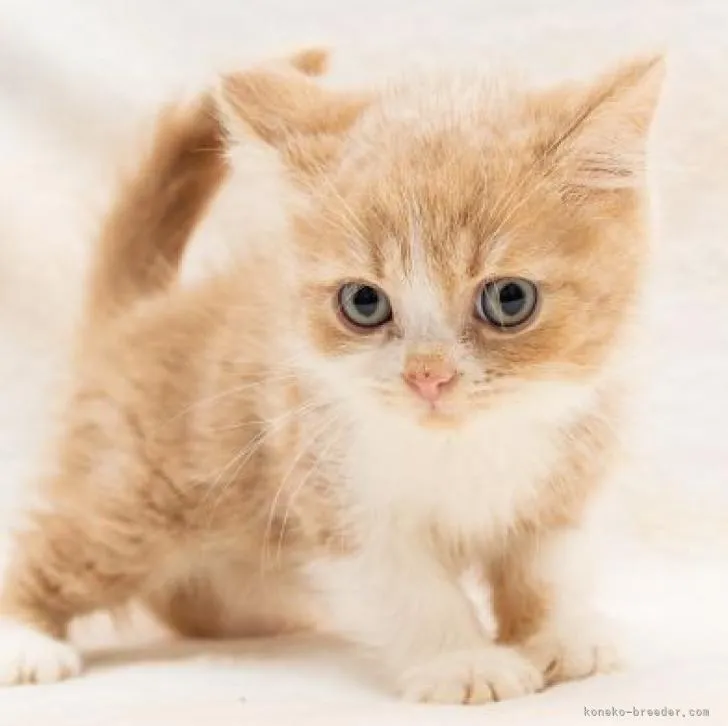 ID：2208-02418の子猫