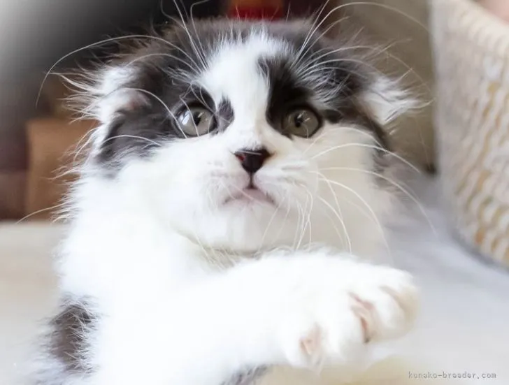 ID：2108-00106の子猫