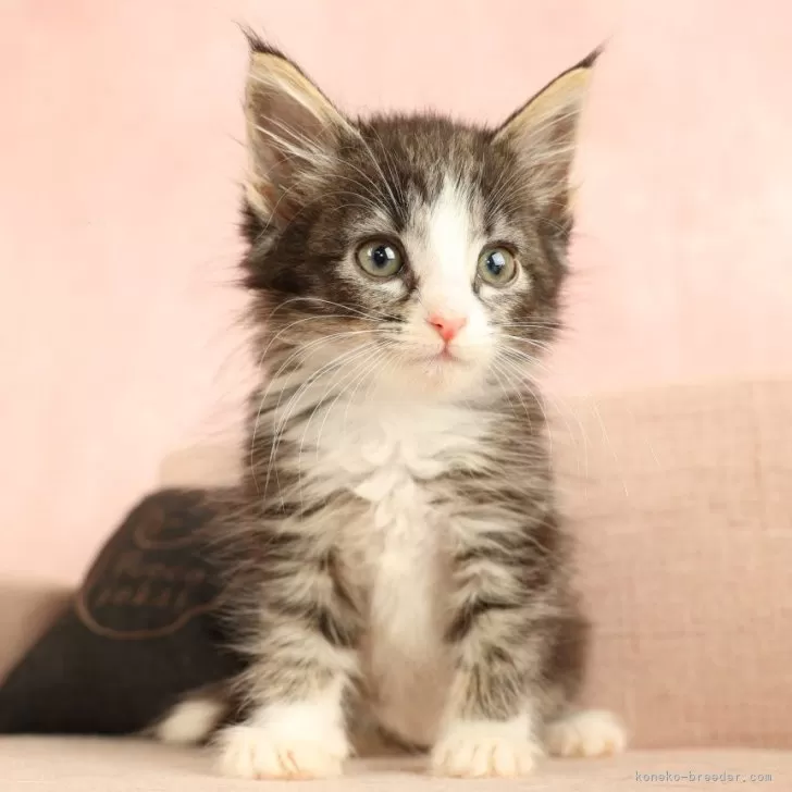 ID:2404-01975の子猫