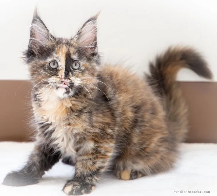 ID：2009-01401の子猫