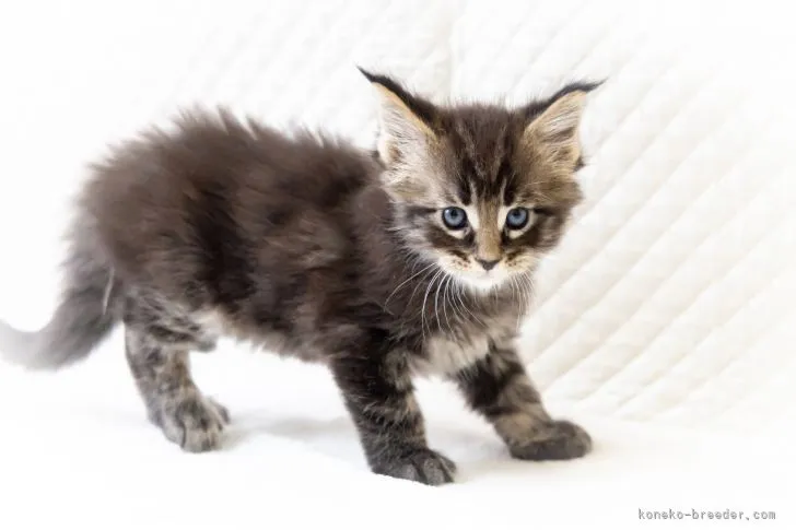 カナガワ 様のお迎えした子猫