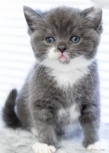 ID：2110-01816の子猫