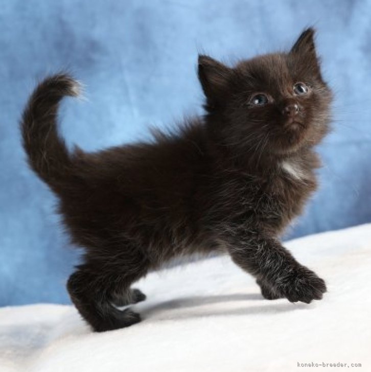 cat_img_1_35e1964c5510.jpg