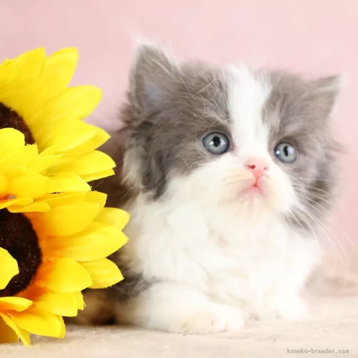 スコティッシュフォールド(立ち耳)【東京都・女の子・2024年5月2日・ブルー&amp;ホワイト】の写真1「人気のハチ割れです。」