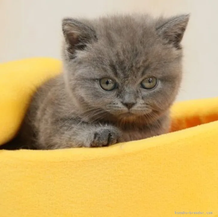 ID：2304-02157の子猫