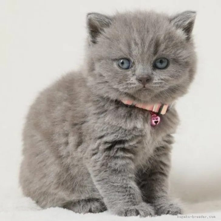 ID：2304-02153の子猫