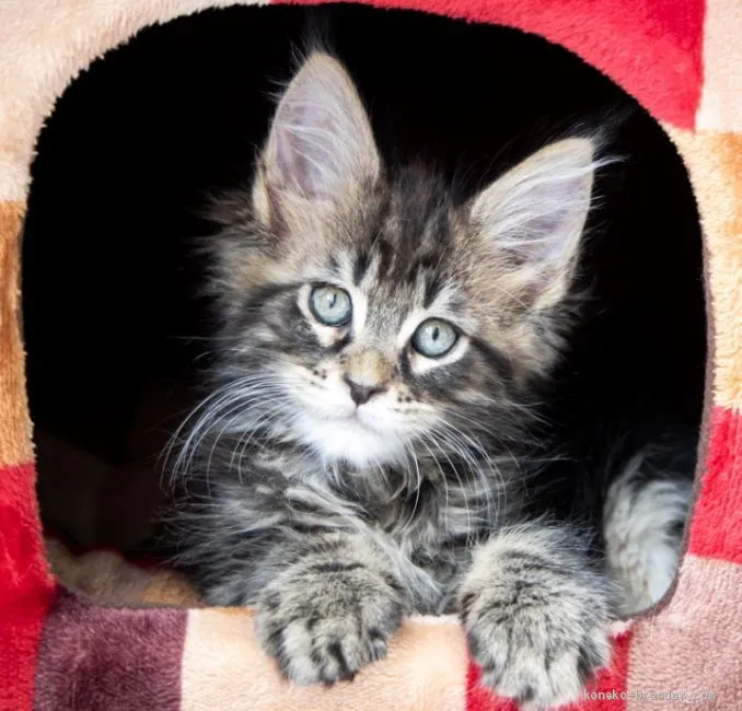 ID：2009-01352の子猫