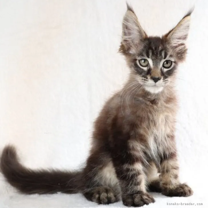 ID：2307-03159の子猫