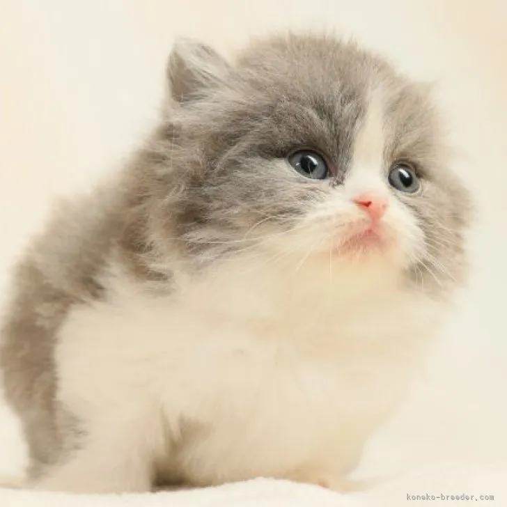 ID:2305-03764の子猫