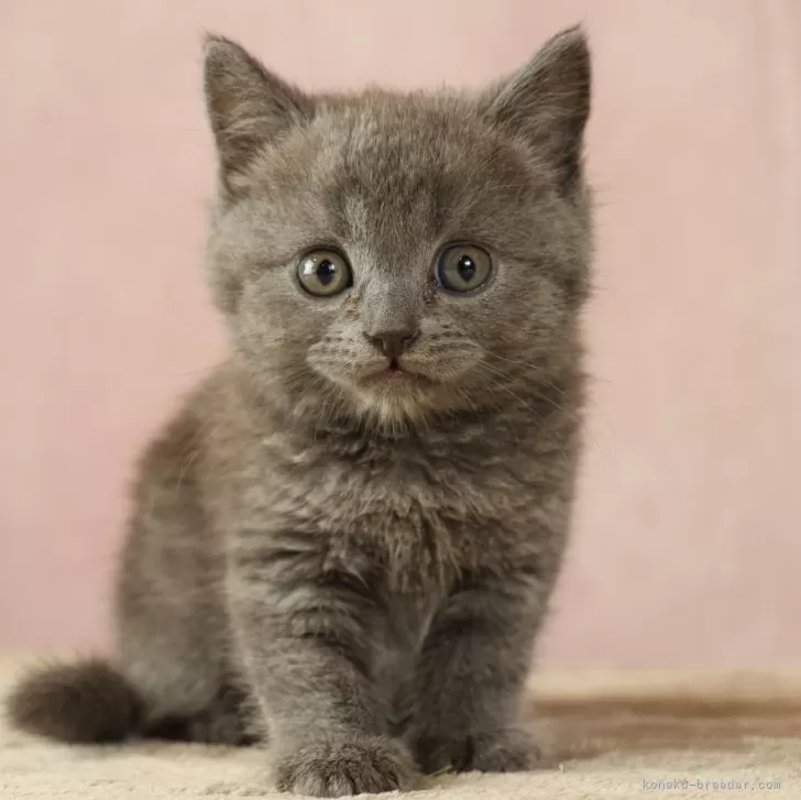 ID:2406-00619の子猫