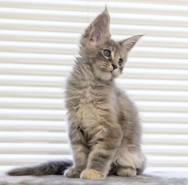 なつ 様のお迎えした子猫