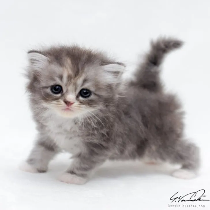 ID:2307-00155の子猫