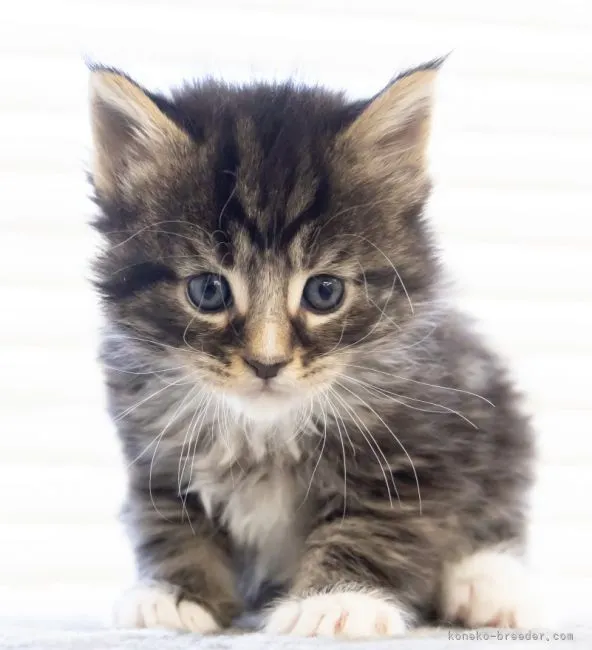 ID:2112-02295の子猫