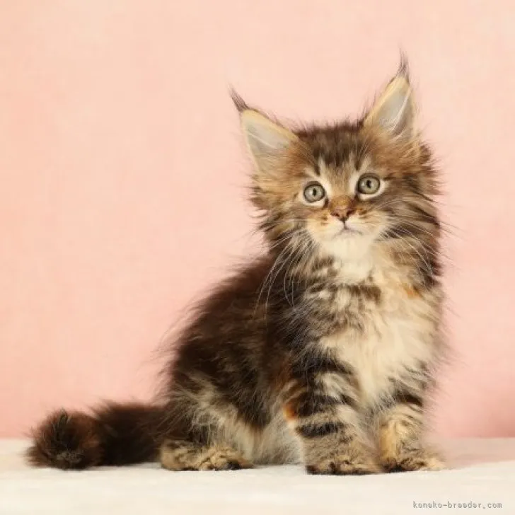 ID:2311-01548の子猫